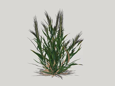 Vibrant Green Herbaceous Plant with Long Leaves and Spike Like Tops in Natural Growth 3d model