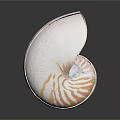 Nautilus Shell Decorative Ornament White With Orange Stripes For Home Tabletop Decor