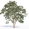 Tall Arbor With Green Foliage Sturdy Trunk And Lush Canopy 3d model