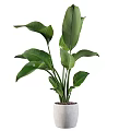 Indoor Garden Accent Piece With Tall Green Plants Large Leaves And White Ceramic Pot
