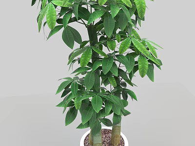 Bonsai Potted Plant With Lush Green Leaves In White Pot And Sturdy Trunk For Indoor Decor 3d model