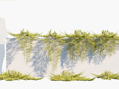 Lush Climbing Vines With Green Hanging Leaves On White Wall And Soft Shadows 3d model