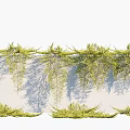 Lush Climbing Vines With Green Hanging Leaves On White Wall And Soft Shadows