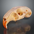Detailed Bird Skull Anatomical Specimen With Orange Beak And Structural Features
