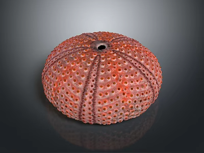 Round Orange Red Sea Urchin With Spiny Surface And Multiple Holes 3d model