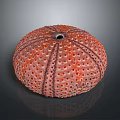 Round Orange Red Sea Urchin With Spiny Surface And Multiple Holes