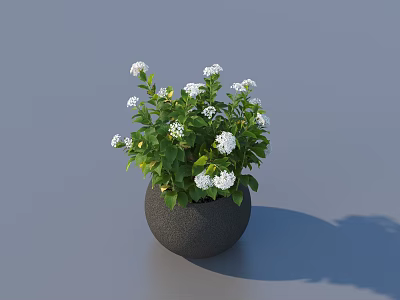 Beautiful Bonsai Potted Plant With Green Leaves And White Flowers In Black Pot 3d model