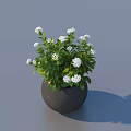 Beautiful Bonsai Potted Plant With Green Leaves And White Flowers In Black Pot