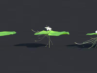 Beautiful White Water Lily Flowers On Green Lotus Leaves Floating In Water 3d model