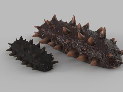 Two Different Sizes Sea Cucumbers With Spiky Surface In Dark Brown And Black 3d model