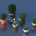 Various Bonsai Potted Plants With Colorful Ceramic Pots And Green Foliage