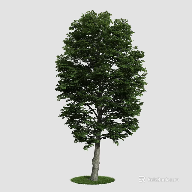 Tall Arbor With Dense Green Foliage And Straight Trunk In Natural Scene 3d model 