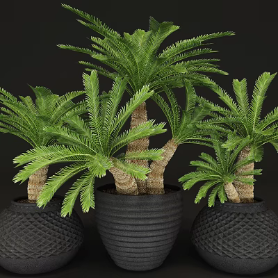 potted plant 3d model potted plant 3d model