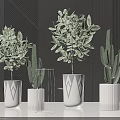 Stylish Bonsai And Cactus Potted Plants In White Geometric Pattern Planters On Dark Background