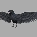 Detailed Black Crow with Spread Wings and Open Beak on Gray Background