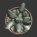 Spotted Fleshy Succulent Plant In Red Terracotta Pot On Dark Background