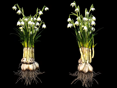 White Flowering Plants With Green Leaves Bulb Roots And Root System On Black Background 3d model