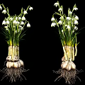 White Flowering Plants With Green Leaves Bulb Roots And Root System On Black Background