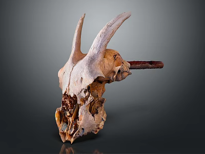 Medical Device Anatomical Skull Model Designed For Detailed Medical Education And Training 3d model