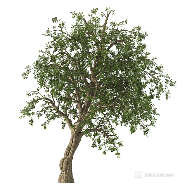 Tall Arbor With Thick Trunk Lush Green Leaves And Full Canopy Structure 3d model 