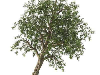 Tall Arbor With Thick Trunk Lush Green Leaves And Full Canopy Structure 3d model