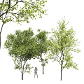 Tall Arbor with Lush Green Leaves and Person Silhouette in Natural Setting