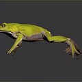 Green Reptile Lizard on Gray Background with Clear Reflection and Smooth Skin Texture