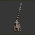 Orange And White Lemur With Long Striped Tail And Yellow Eyes Standing On Dark Background
