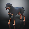 Black and Tan Rottweiler Dog with Shiny Coat Standing in Muscular Alert Pose