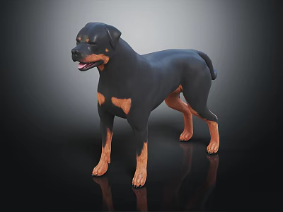 Black and Tan Rottweiler Dog with Shiny Coat Standing in Muscular Alert Pose 3d model