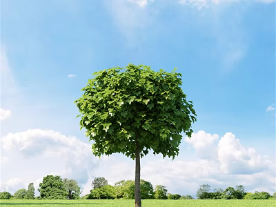 Lush Green Arbor With Dense Foliage Under Blue Sky And White Clouds 3d model