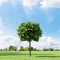 Lush Green Arbor With Dense Foliage Under Blue Sky And White Clouds