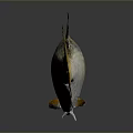 Silver Aquatic Fish With Yellow Tail And Reflection On Dark Background 3d model