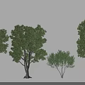 Various Arbor Trees With Different Crown Shapes Sizes And Lush Foliage 3d model