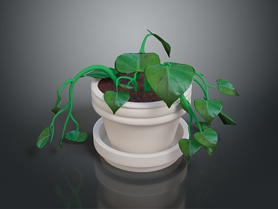 Potted Indoor Plant Green Plant Indoor Bonsai Flower Wild Flower Plant Realistic 3d model