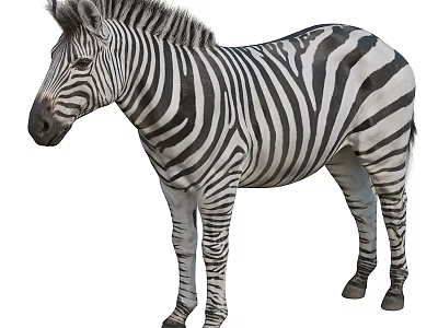 Wild Zebra With Distinct Black And White Stripes Standing In Profile View 3d model