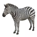 Wild Zebra With Distinct Black And White Stripes Standing In Profile View