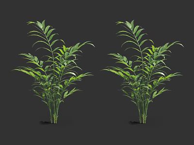 Green Leafy Bamboo Plants With Lush Foliage And Healthy Growth 3d model