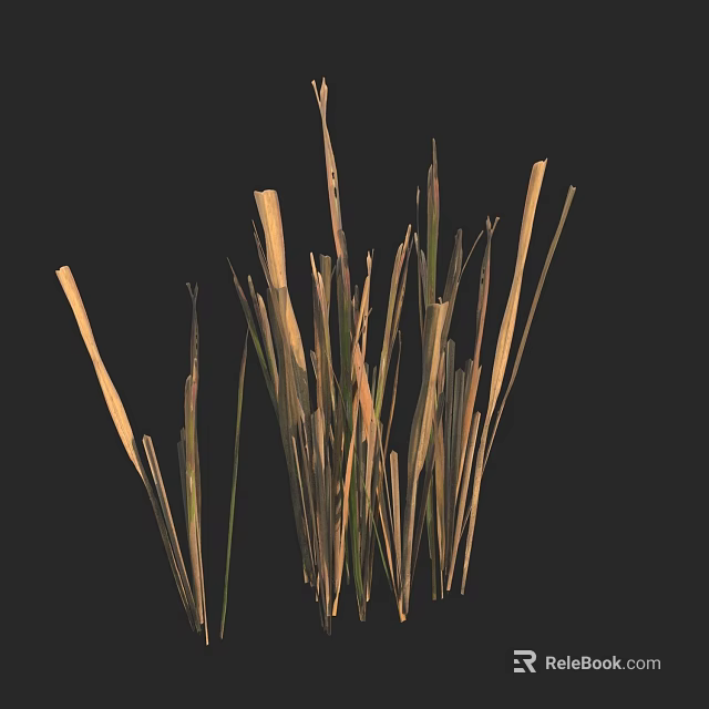 Natural Grasses With Slender Stems And Yellowish Green Hues On Black Background 3d model 