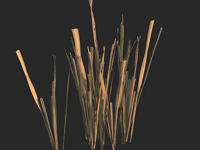 Natural Grasses With Slender Stems And Yellowish Green Hues On Black Background 3d model