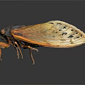 Closeup Cicada Flying Insect With Black Head Body And Orange Yellow Transparent Veined Wings
