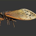 Modern cicada cicada cicada shell golden cicada 3d model