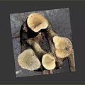 Natural Wood Stump Decorative Artwork With Stone Base And Textured Surface