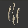 Animal Claw Skeletal Structure Detailed Anatomical Features For Biological Study And Research