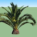 Two Lush Palm Trees With Green Fronds And Thick Textured Trunks
