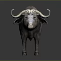 Realistic Gray Buffalo With Large Curved Horns Standing On Dark Background