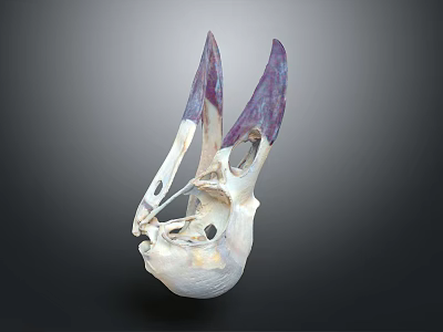 Animal Skull Organ Structure With White And Purple Accents And Fur Details 3d model