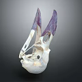 Animal Skull Organ Structure With White And Purple Accents And Fur Details