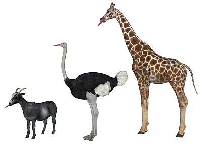 Giraffe Ostrich and Goat Standing Together as Different Animal Group 3d model