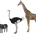 Giraffe Ostrich and Goat Standing Together as Different Animal Group